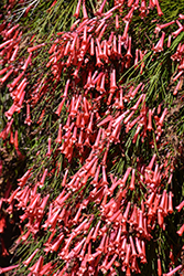 Firecracker Plant (Russelia equisetiformis) at Wolf's Blooms & Berries