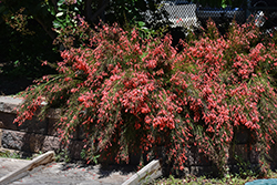 Firecracker Plant (Russelia equisetiformis) at Wolf's Blooms & Berries