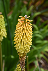 Torchlily (Kniphofia uvaria) at Wolf's Blooms & Berries