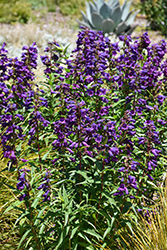 Rock Candy Purple Beard Tongue (Penstemon 'Balrocurp') at Wolf's Blooms & Berries