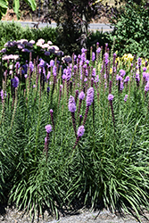 Kobold Blazing Star (Liatris spicata 'Kobold') at Wolf's Blooms & Berries