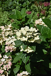 Early Evolution Hydrangea (Hydrangea paniculata 'AJ14') at Wolf's Blooms & Berries