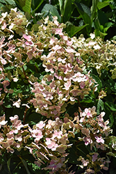 Early Evolution Hydrangea (Hydrangea paniculata 'AJ14') at Wolf's Blooms & Berries