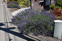 Phenomenal Lavender (Lavandula x intermedia 'Phenomenal') at Wolf's Blooms & Berries