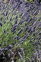 Phenomenal Lavender (Lavandula x intermedia 'Phenomenal') at Wolf's Blooms & Berries