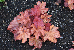 Paprika Coral Bells (Heuchera 'Paprika') at Wolf's Blooms & Berries