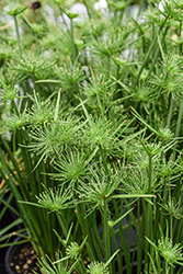 Little Prince Egyptian Papyrus (Cyperus papyrus 'Little Prince') at Wolf's Blooms & Berries
