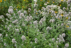 Catnip (Nepeta cataria) at Wolf's Blooms & Berries