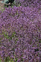 Lemon Thyme (Thymus x citriodorus) at Wolf's Blooms & Berries