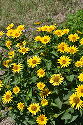 False Sunflower (Heliopsis helianthoides) at Wolf's Blooms & Berries