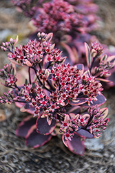 Sunsparkler Dazzling Dynamite Stonecrop (Sedum 'Dazzling Dynamite') at Wolf's Blooms & Berries