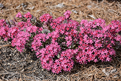Sunsparkler Cosmic Comet Stonecrop (Sedum 'Cosmic Comet') at Wolf's Blooms & Berries