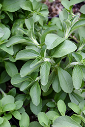 Sweetleaf (Stevia rebaudiana) at Wolf's Blooms & Berries
