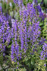 Blue By You Meadow Sage (Salvia nemorosa 'Balsalbyu') at Wolf's Blooms & Berries