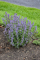 Purrsian Blue Catmint (Nepeta x faassenii 'Purrsian Blue') at Wolf's Blooms & Berries