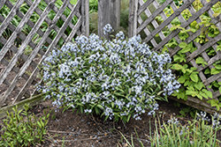Storm Cloud Bluestar (Amsonia tabernaemontana 'Storm Cloud') at Wolf's Blooms & Berries