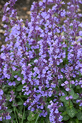 Cat's Pajamas Catmint (Nepeta 'Cat's Pajamas') at Wolf's Blooms & Berries