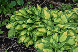 Island Breeze Hosta (Hosta 'Island Breeze') at Wolf's Blooms & Berries