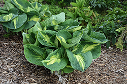 Shadowland Hudson Bay Hosta (Hosta 'Hudson Bay') at Wolf's Blooms & Berries