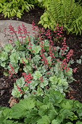 Dolce Spearmint Coral Bells (Heuchera 'Spearmint') at Wolf's Blooms & Berries