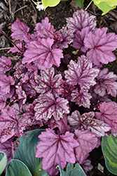 Pink Panther Coral Bells (Heuchera 'Pink Panther') at Wolf's Blooms & Berries