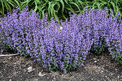 Cat's Pajamas Catmint (Nepeta 'Cat's Pajamas') at Wolf's Blooms & Berries