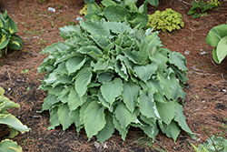 Wind Beneath My Wings Hosta (Hosta 'Wind Beneath My Wings') at Wolf's Blooms & Berries