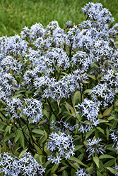 Storm Cloud Bluestar (Amsonia tabernaemontana 'Storm Cloud') at Wolf's Blooms & Berries