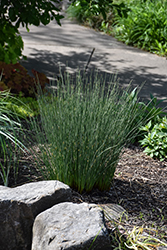 Blue Mohawk Soft Rush (Juncus inflexus 'Blue Mohawk') at Wolf's Blooms & Berries