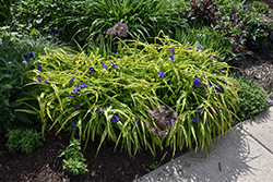 Sweet Kate Spiderwort (Tradescantia x andersoniana 'Sweet Kate') at Wolf's Blooms & Berries