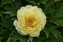Bartzella Peony (Paeonia 'Bartzella') at Wolf's Blooms & Berries