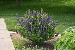 Decadence Sparkling Sapphires False Indigo (Baptisia 'Sparkling Sapphires') at Wolf's Blooms & Berries