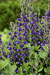 Decadence Sparkling Sapphires False Indigo (Baptisia 'Sparkling Sapphires') at Wolf's Blooms & Berries