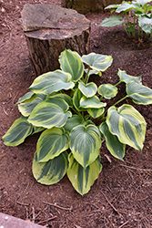 Earth Angel Hosta (Hosta 'Earth Angel') at Wolf's Blooms & Berries