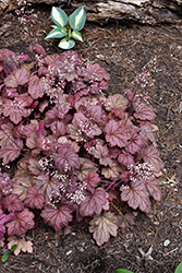 Georgia Peach Coral Bells (Heuchera 'Georgia Peach') at Wolf's Blooms & Berries