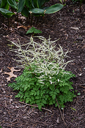 Chantilly Lace Goatsbeard (Aruncus 'Chantilly Lace') at Wolf's Blooms & Berries