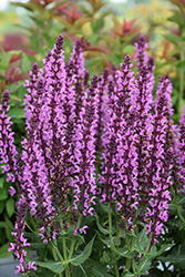 Pink Profusion Meadow Sage (Salvia nemorosa 'Pink Profusion') at Wolf's Blooms & Berries