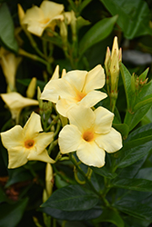 Sun Parasol Sunbeam Mandevilla (Mandevilla 'Sun Parasol Sunbeam') at Wolf's Blooms & Berries