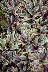 Princess Nadia Bugleweed (Ajuga tenorii 'Piotrek01') at Wolf's Blooms & Berries