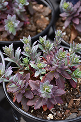 SunSparkler Sapphire Tuffet Stonecrop (Sedum 'Sapphire Tuffet') at Wolf's Blooms & Berries