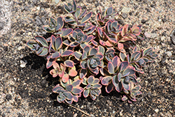 Sunsparkler Dazzling Dynamite Stonecrop (Sedum 'Dazzling Dynamite') at Wolf's Blooms & Berries
