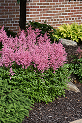 Visions in Pink Chinese Astilbe (Astilbe chinensis 'Visions in Pink') at Wolf's Blooms & Berries