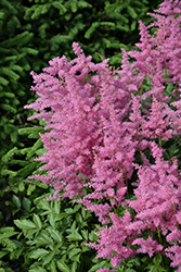 Visions in Pink Chinese Astilbe (Astilbe chinensis 'Visions in Pink') at Wolf's Blooms & Berries