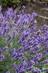 Sweet Romance Lavender (Lavandula angustifolia 'Kerlavangem') at Wolf's Blooms & Berries