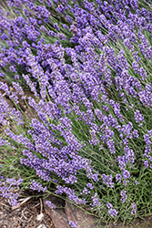 Sweet Romance Lavender (Lavandula angustifolia 'Kerlavangem') at Wolf's Blooms & Berries