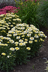 Amazing Daisies Banana Cream II Shasta Daisy (Leucanthemum x superbum 'Banana Cream II') at Wolf's Blooms & Berries