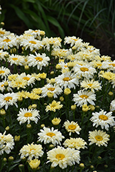Amazing Daisies Banana Cream II Shasta Daisy (Leucanthemum x superbum 'Banana Cream II') at Wolf's Blooms & Berries