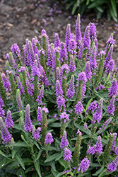 Magic Show Purple Illusion Speedwell (Veronica 'Purple Illusion') at Wolf's Blooms & Berries