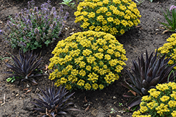 Rock 'N Round Bright Idea Stonecrop (Sedum 'Bright Idea') at Wolf's Blooms & Berries
