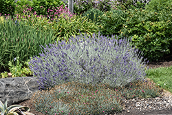 Sensational! Lavender (Lavandula x intermedia 'Sensational') at Wolf's Blooms & Berries